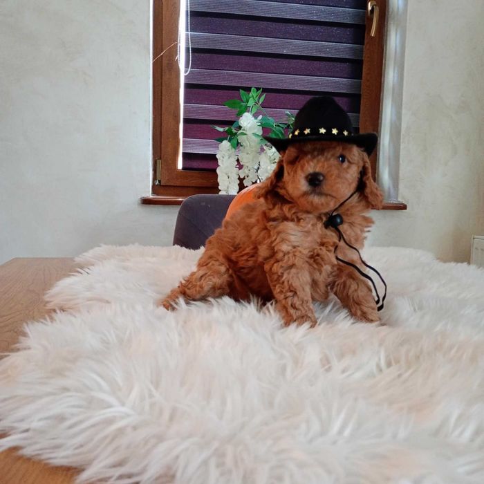 Śliczny Piesek Pudel Toy Red