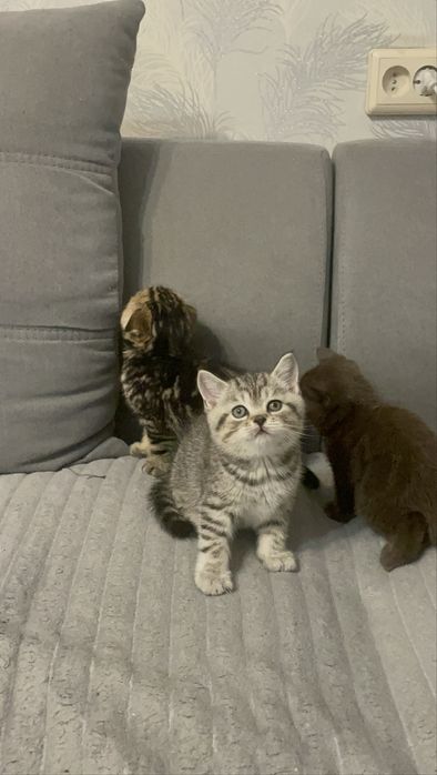 Чистокровні шотландські котята