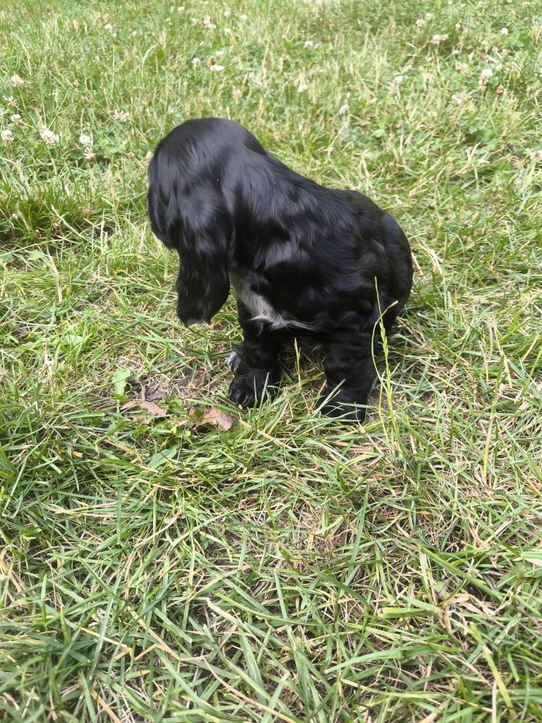 Cocker spaniel angielski - czarna suczka
