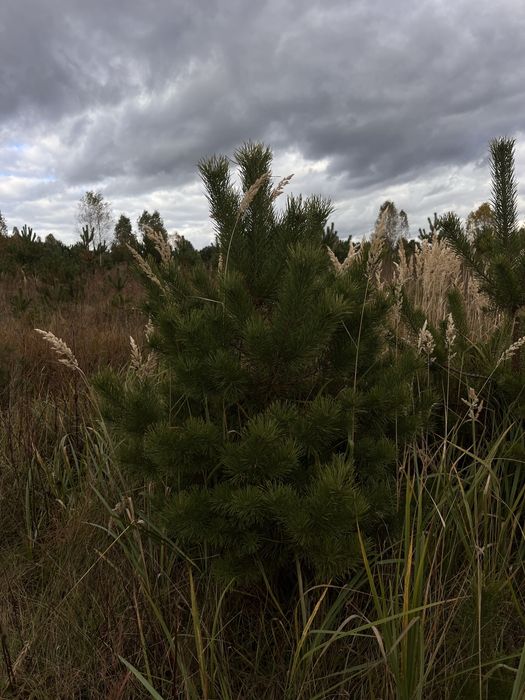 Продаж новорічної ялинки(сосни) оптом