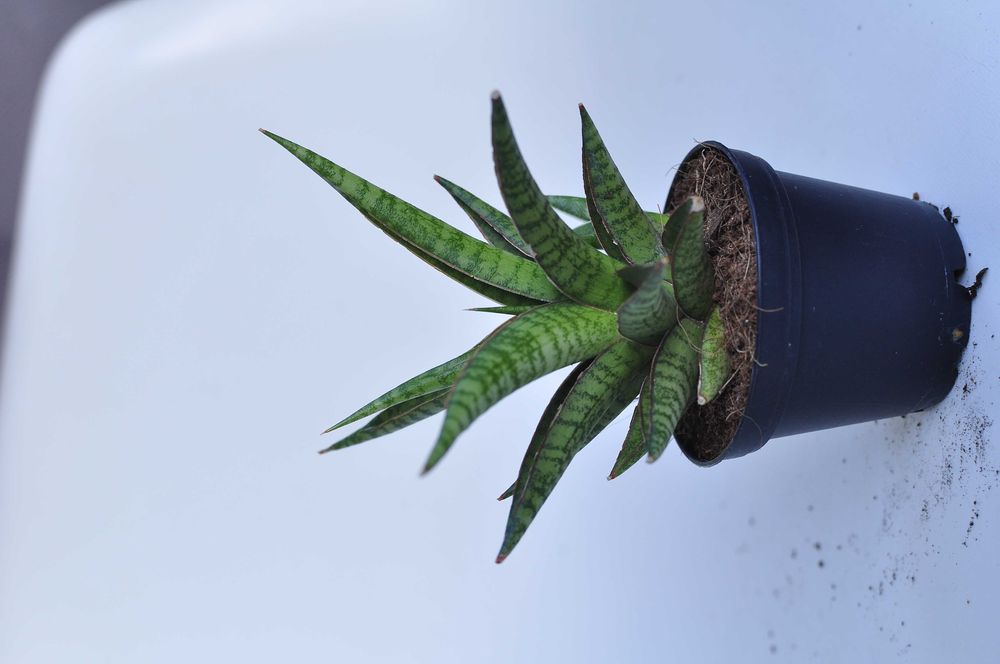 Sansevieria ''Boogie Woogie'' - dwie do wyboru