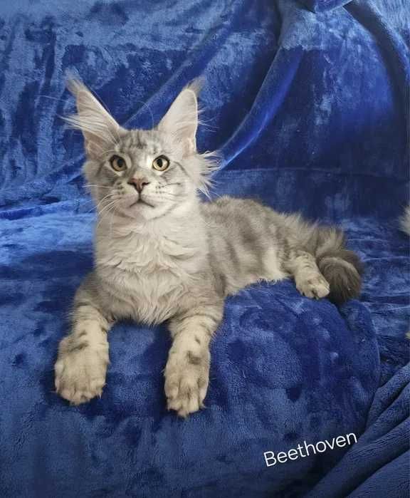 Piękny ogromny kocurek Beethoven Maine coon niebieski pręgowany