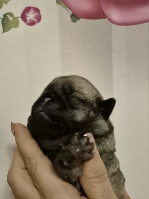 Mopsik chłopiec Fci