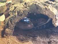 Terrário com Blue Tongue Skink e complemento