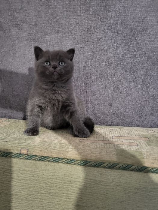 Шотландський хлопчик