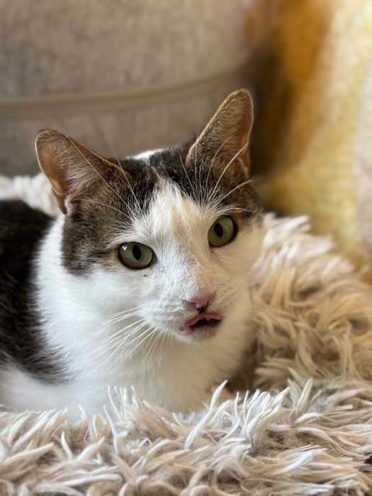 Prawdziwy pieszczoch Pumba szuka domu - kocurek do adopcji