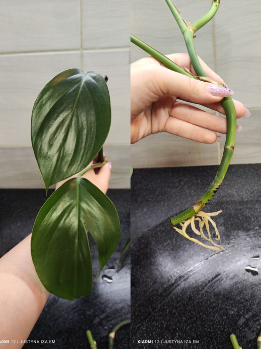 Dragon thai,monstera minima variegata,dubia, epipremnum jungle star