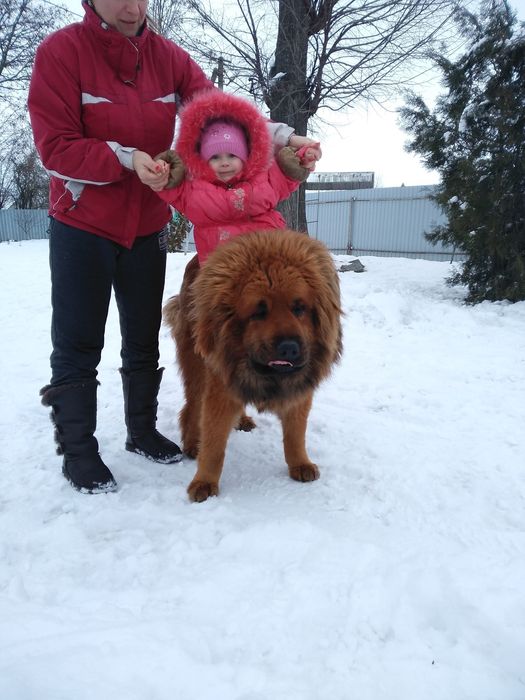 Тибетський Мастиф вязка