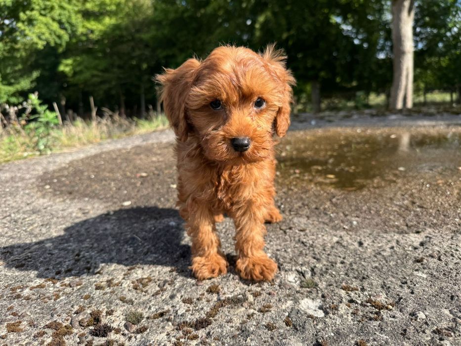 cavapoo szczeniak