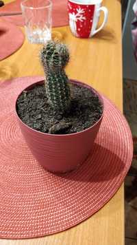 Mały kaktus bez doniczki, wysyłka
