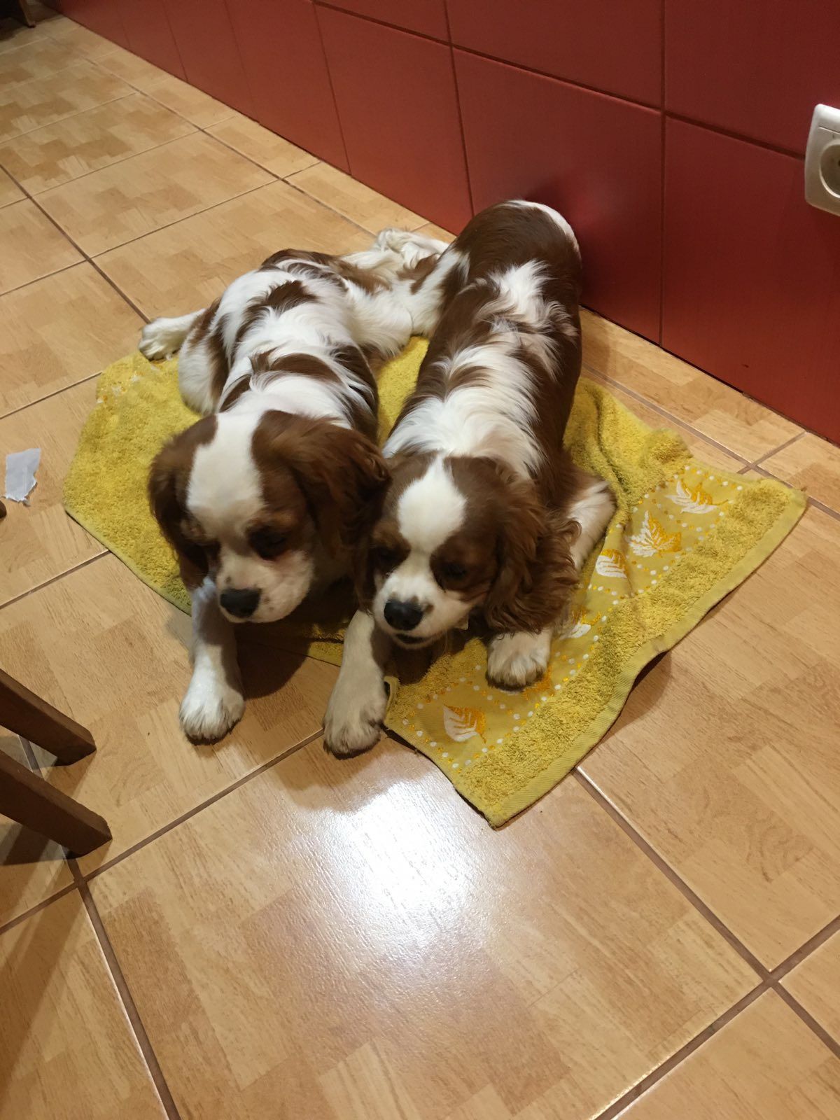 Cavalier King Charles Spaniel , спаніель