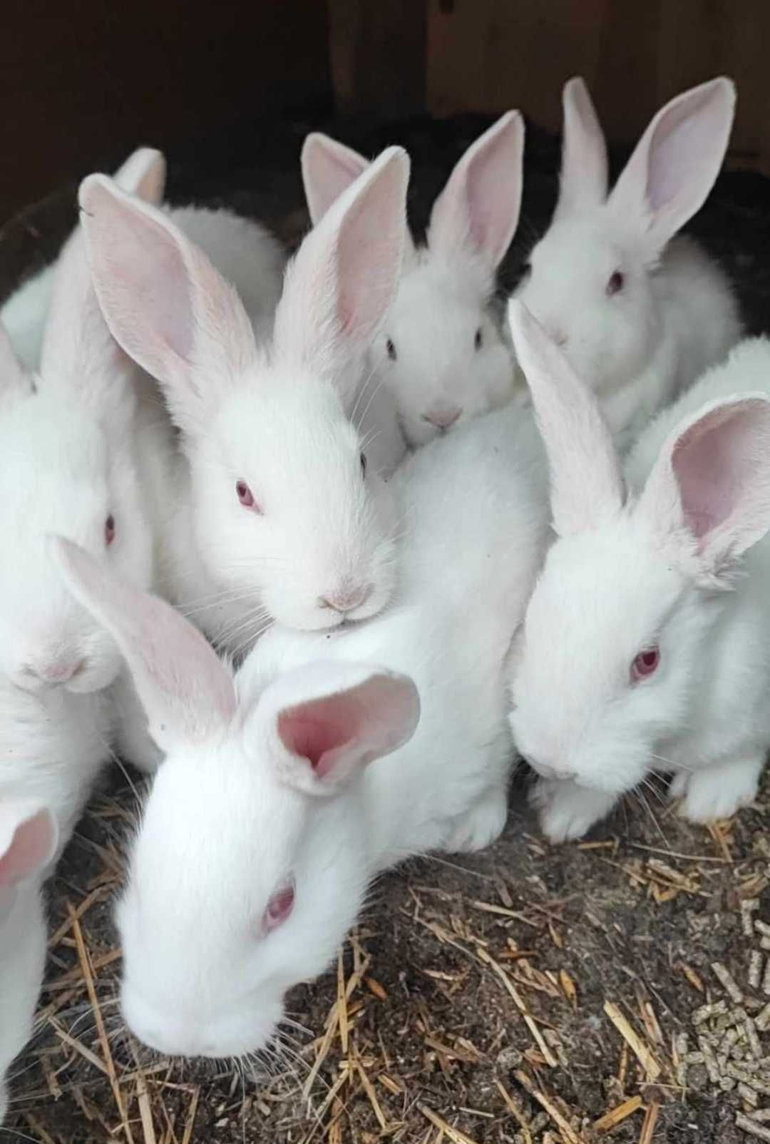 Samice termondzkie zakocone lub z młodymi