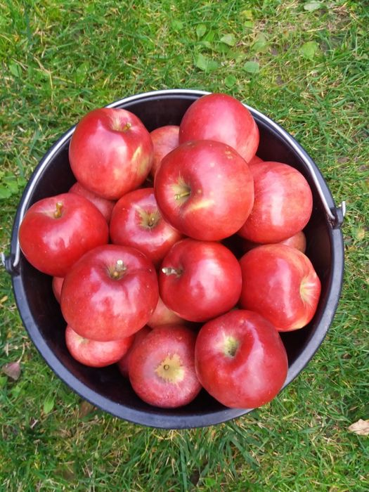 100% ekologiczne soczyste jablka z ogródka 1kg