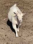 Cabras anas Angora