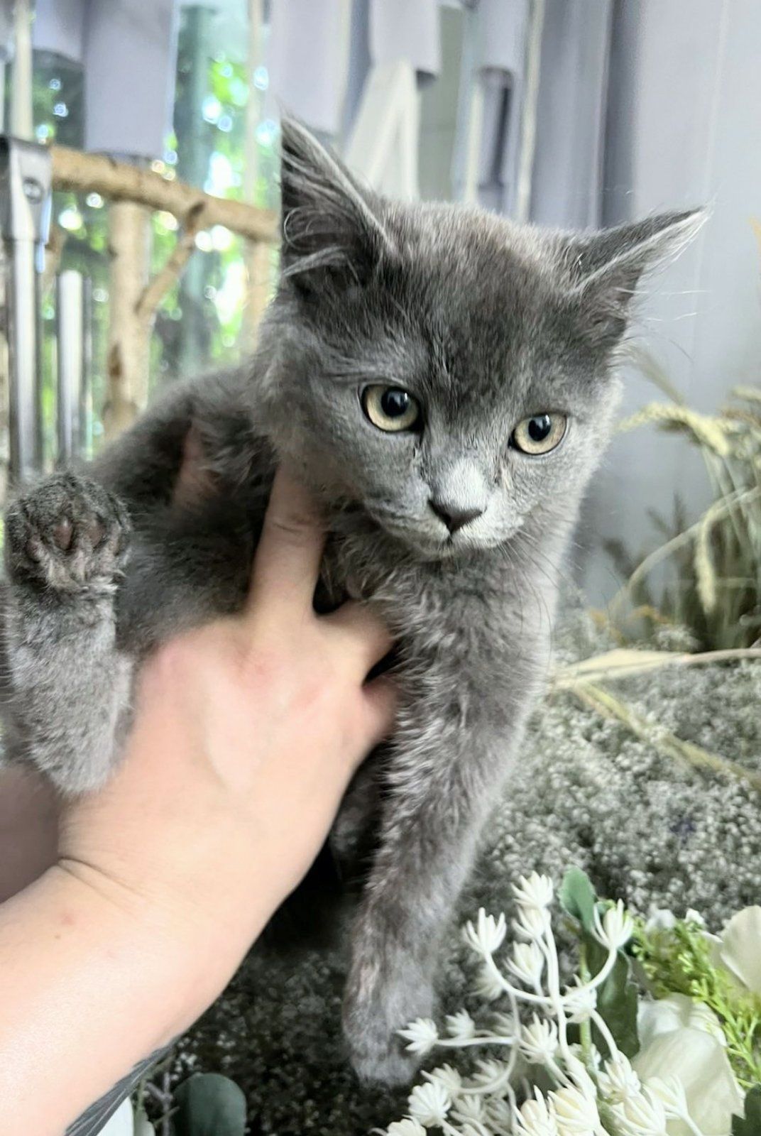 Кошеня британець котик 3 міс шукає родину