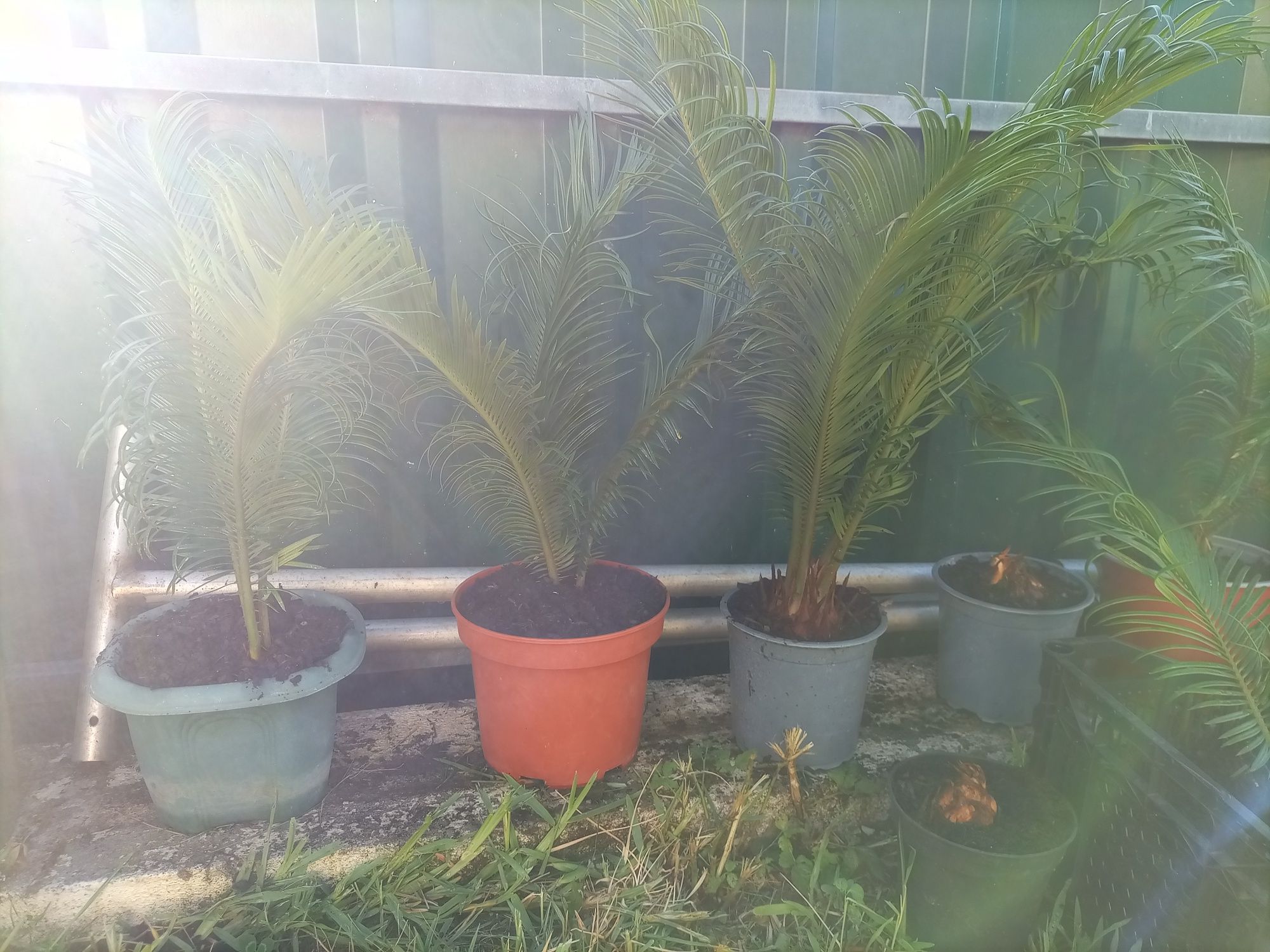 Vendo Plantas Cycas -