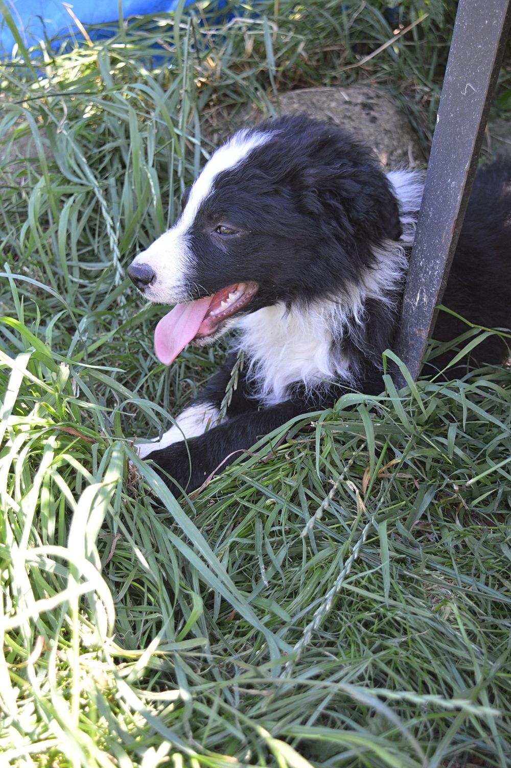 Piesek Border Collie