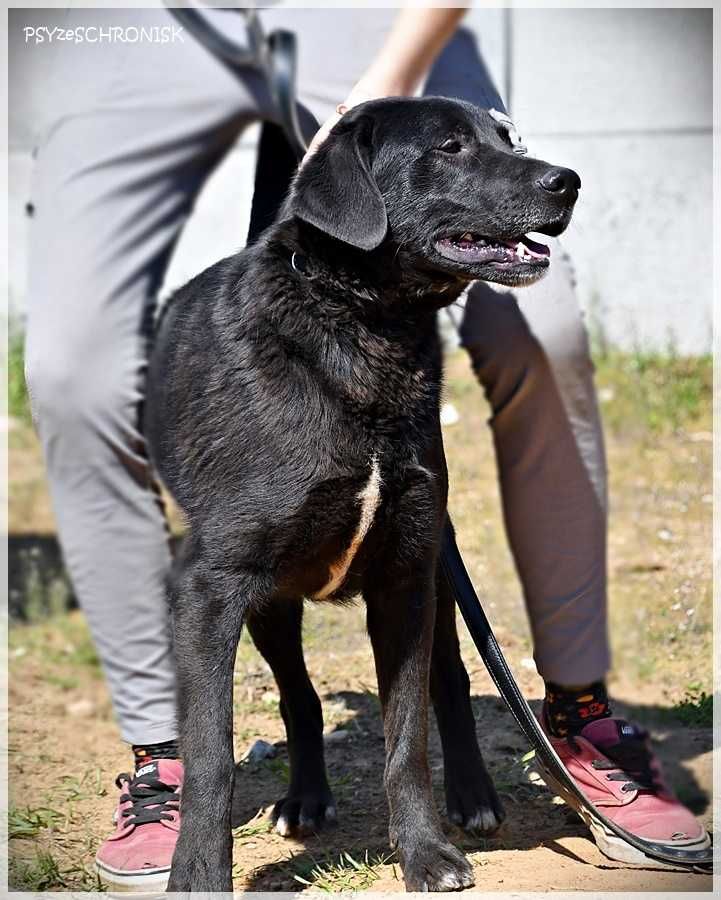 Gambit - mam wielkie serce, pokochaj mnie!