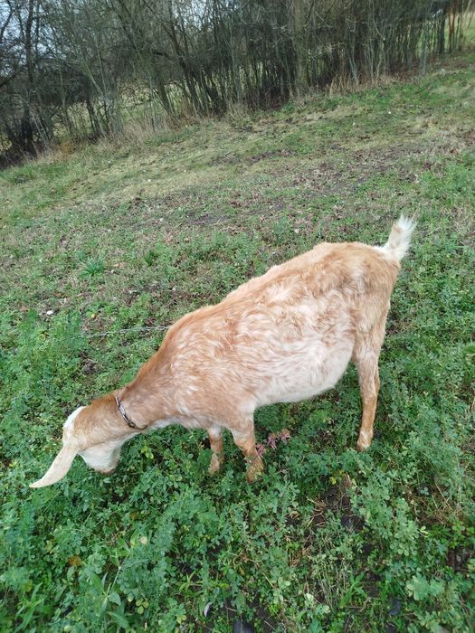 Продається кізочка.