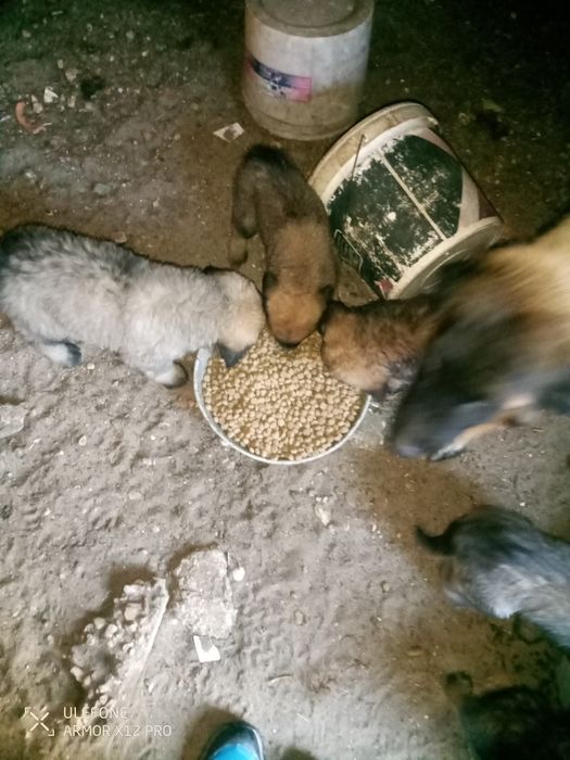 Cães Serra da estrela