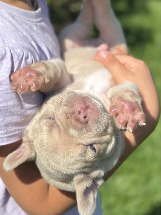 Французький бульдог топ якості