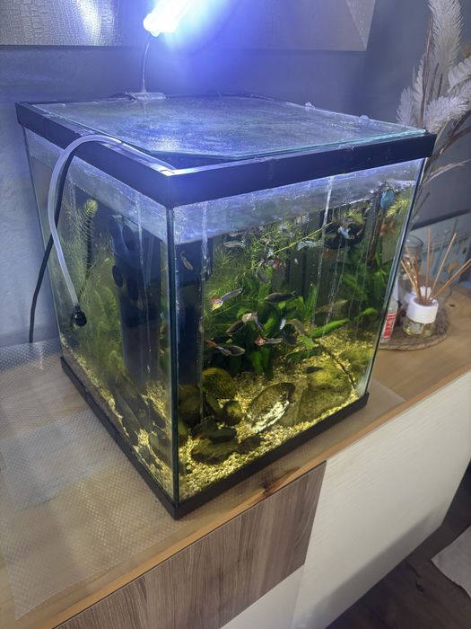 Aquario cubo 50litros