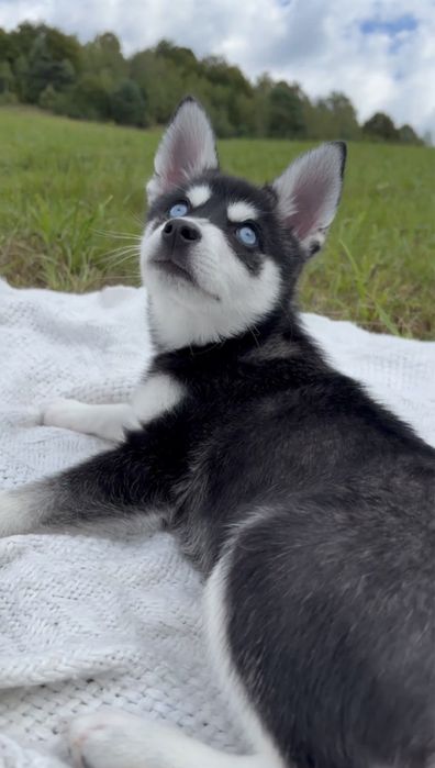 ‼️МИНИ-ХАСКИ‼️Малыши Аляскинского кли кая ‼️Срочно распродаем щенков!