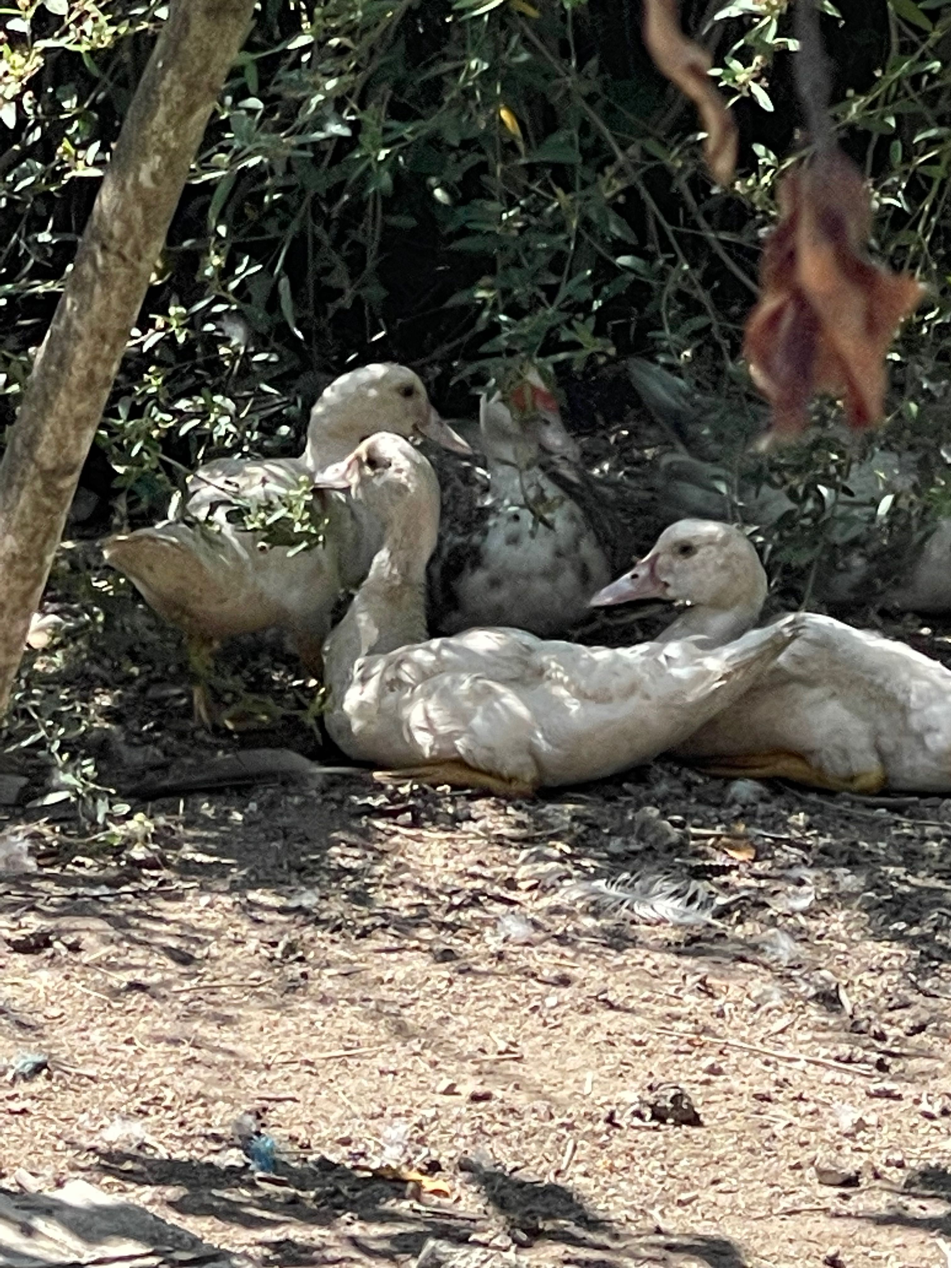 Patos criados na quinta