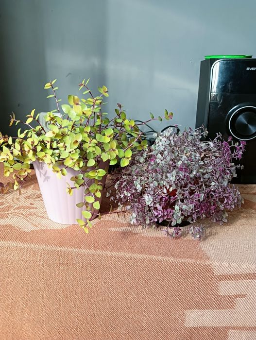 Каллизия ползучая Розовая пантера, мини традесканция