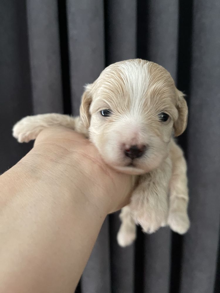 Maltipoo MINI Samiec F1