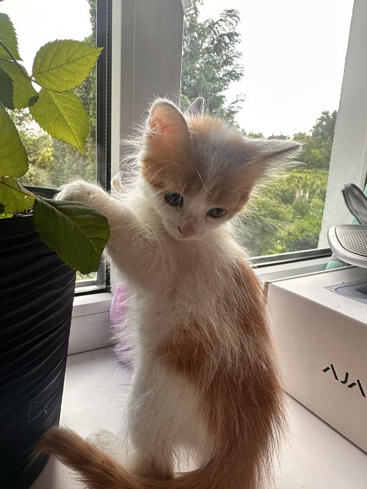 Віддам кошенят безкоштовно