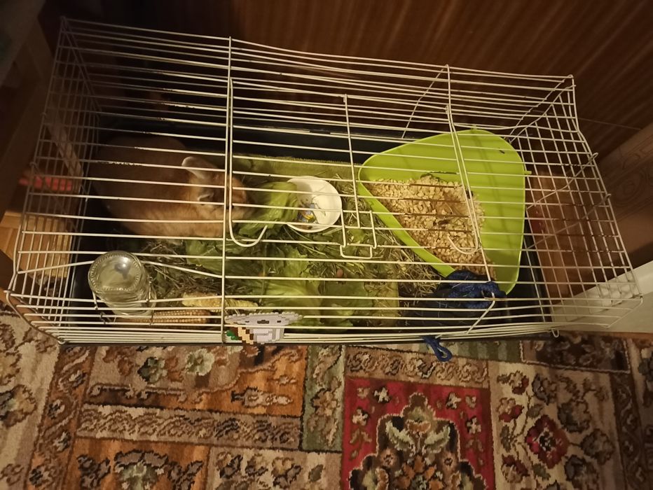 Klatka dla królika duża