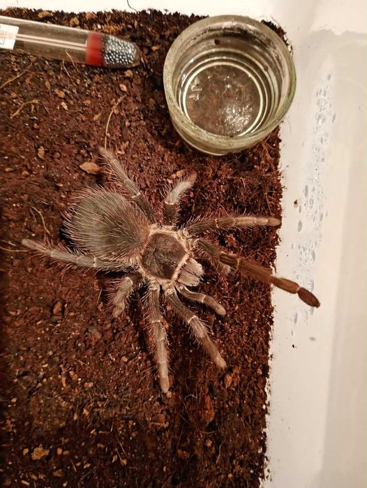 Ptasznik lasiodora parahybana samica, młoda wraz z pojemnikiem