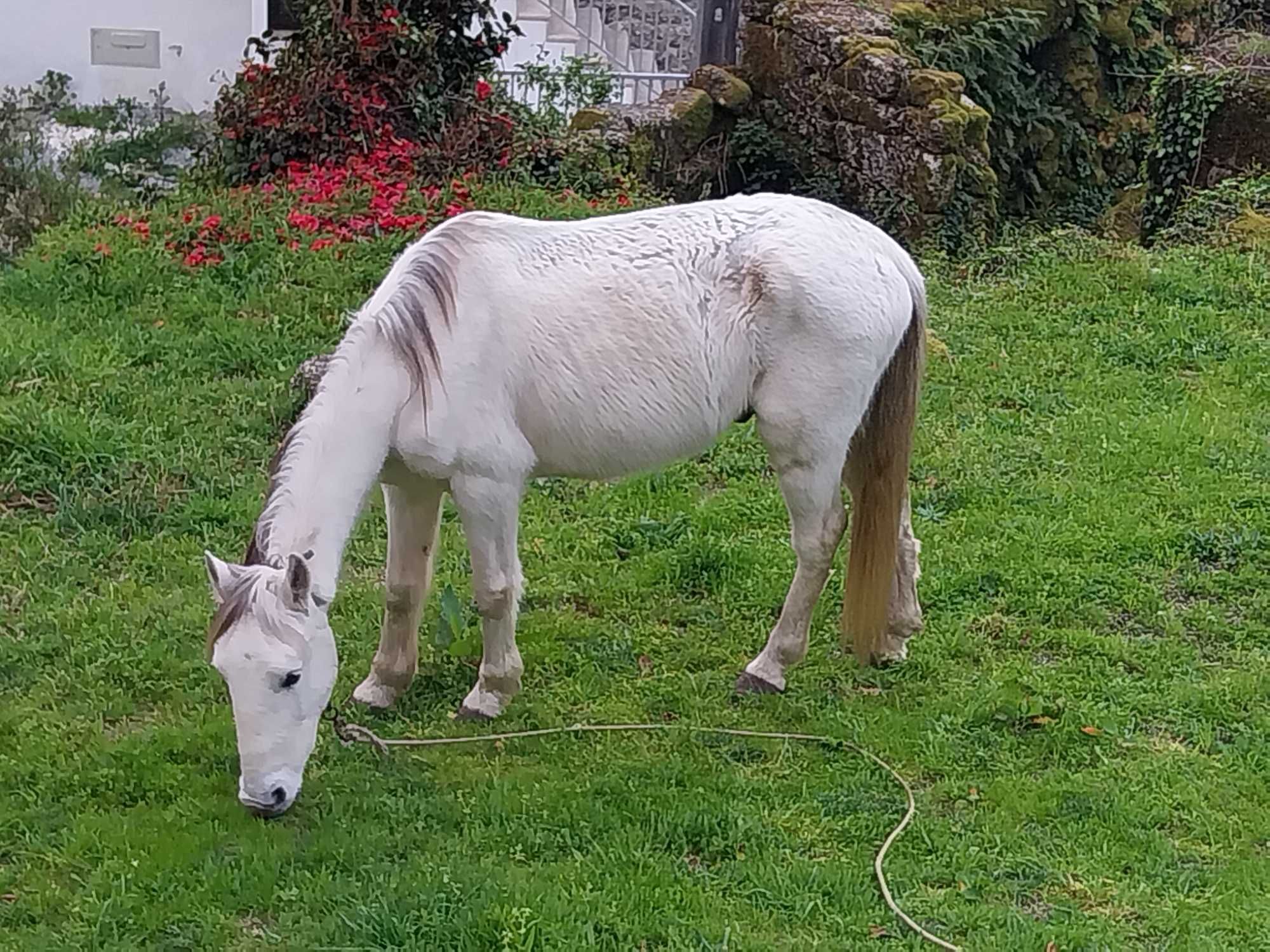 Cavalo castrado, muito meigo