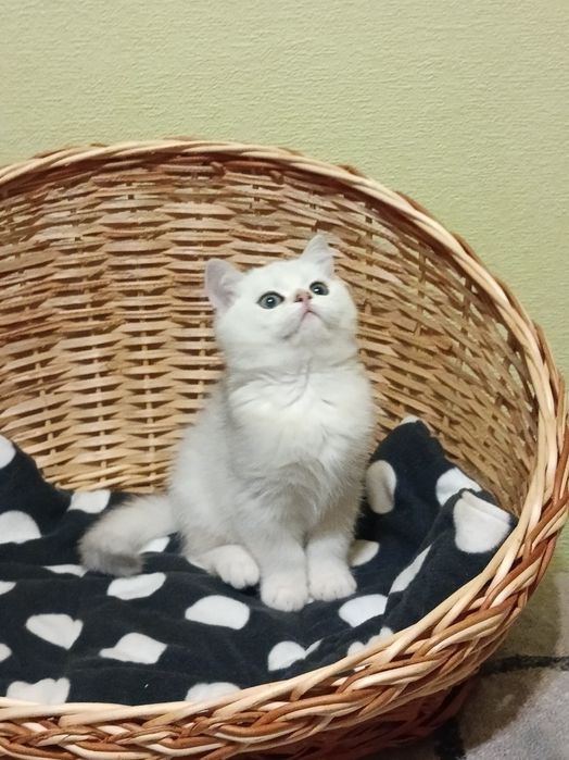 Няшний хлопчик вільний