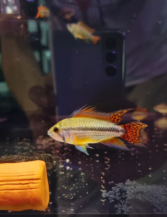 Pielęgniczka kakadu