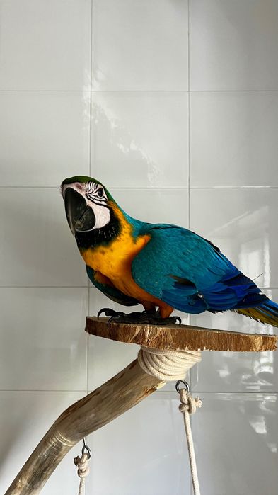 Arara Caninde criada a mão