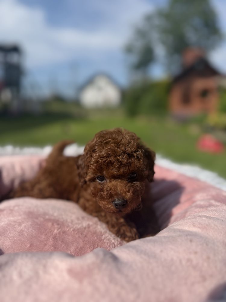 Pudel toy szczeniak lunua chińska