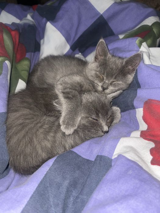 Три сірих котиків шукають дім