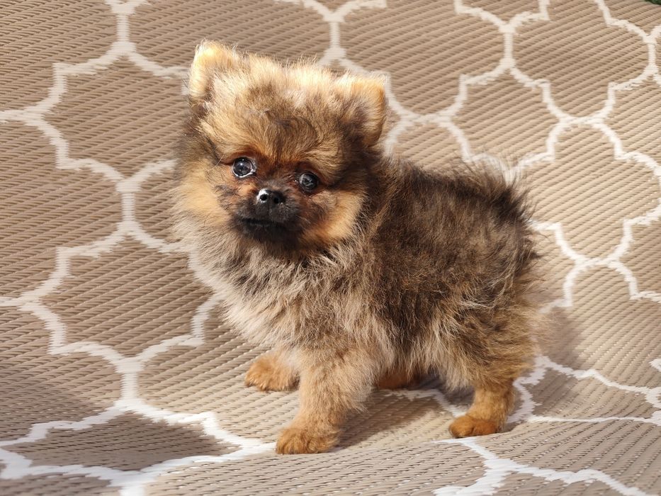 Szpic miniaturowy pomeranian suczka FCI ZKwP