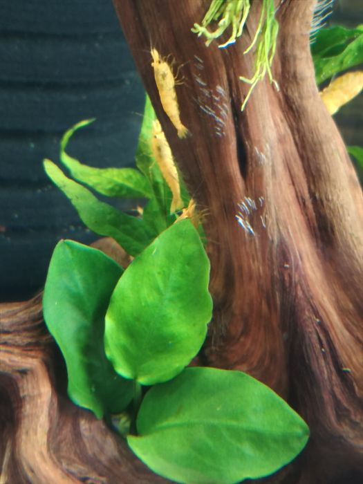 Krewetki akwariowe żółte