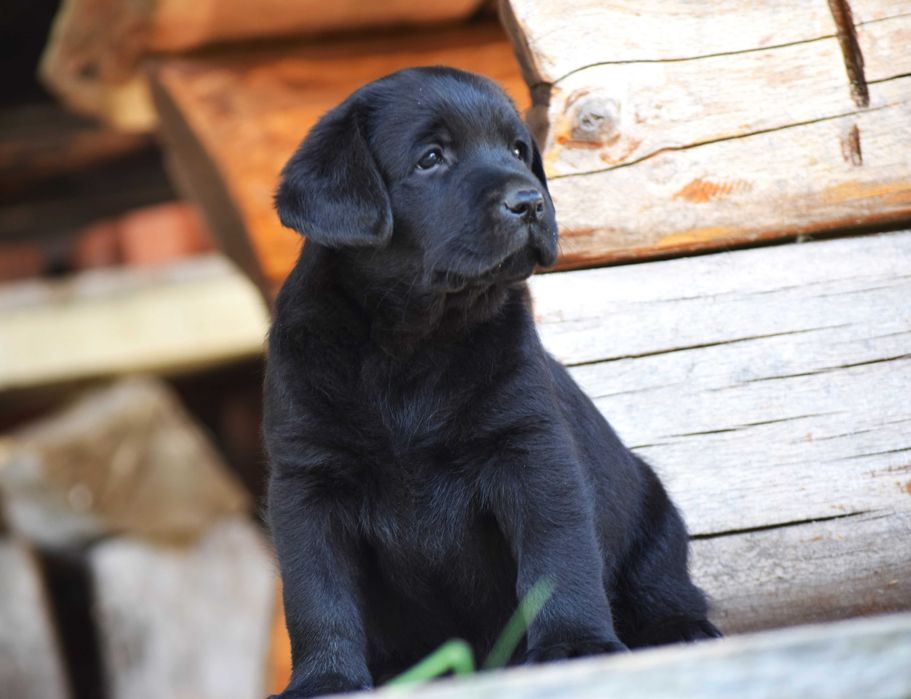 Śliczny szczeniak Labrador Retriever FCI