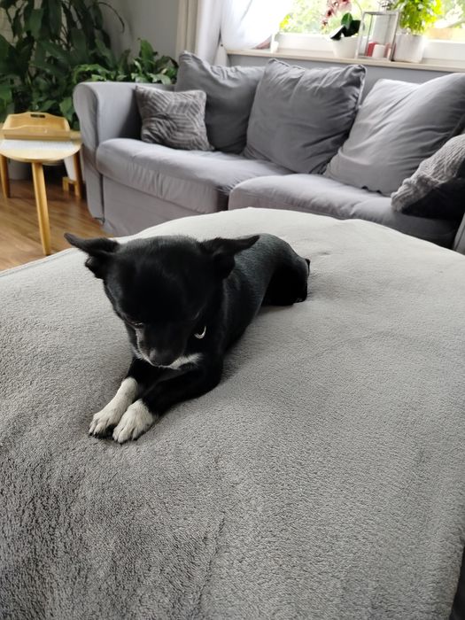 Sprzedam pieska Chihuahua krótkowłosy