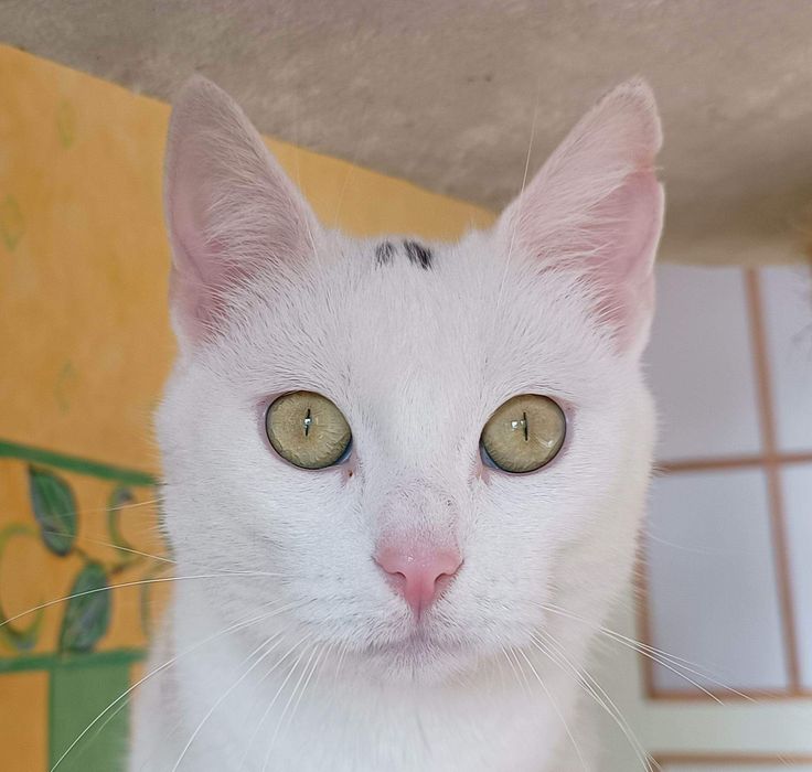 Frida, 2 lata, biała kotka przytulasek