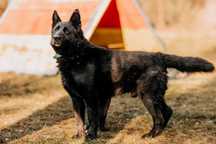 Imponujący, piękny, duży Blacky poleca się do adopcji!!!