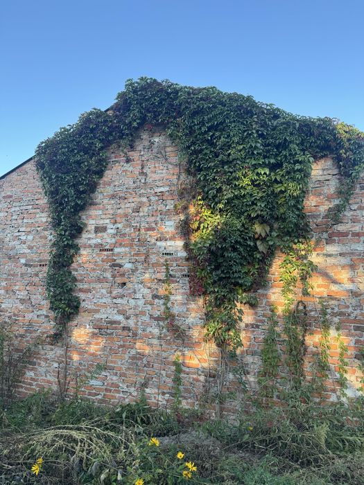 Oddam przedwojenną cegłe z budynków