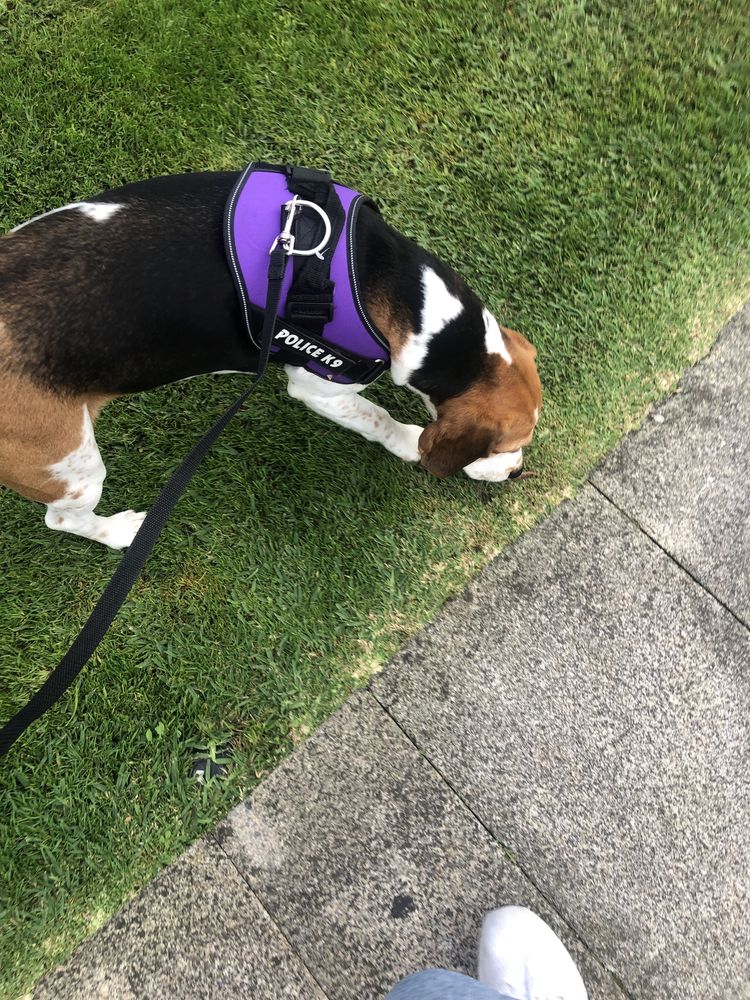 Pet sitter | dog walker | cuidadora de animais | passeio cães