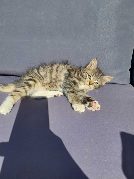 Oddam koty w dobre ręce