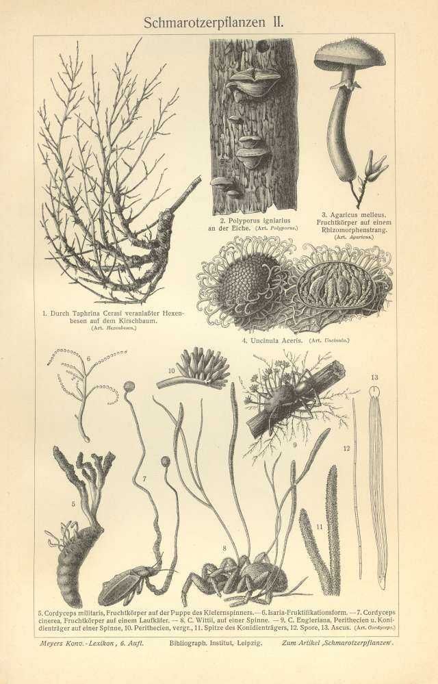 Rośliny - Kwiaty  oryginalne XIX w. grafiki