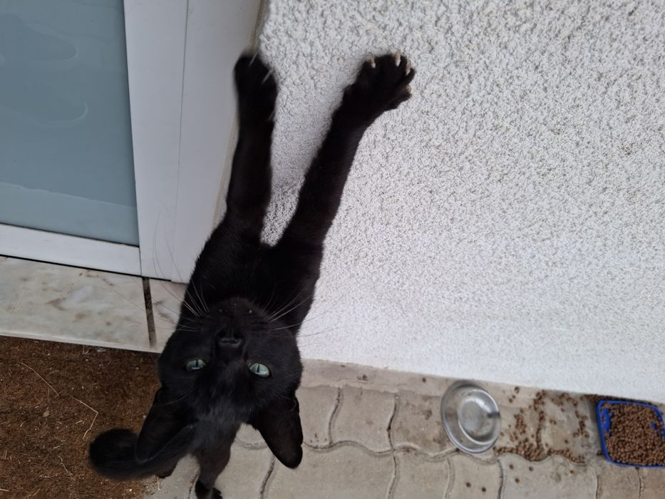 Gatinho para adoção